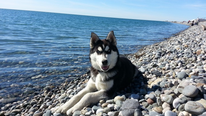 акита и хаски