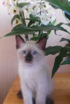 Отдам в добрые руки тайского котенка