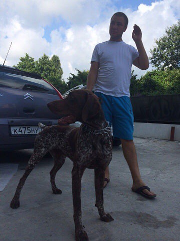 Найдена собака