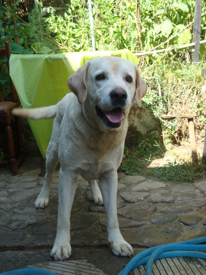 ЛАБРАДОР РЕТРИВЕР ИЩЕТ БЫВШИХ ИЛИ НОВЫХ ХОЗЯЕВ!