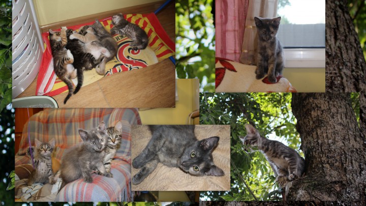 Милые, умные непоседы