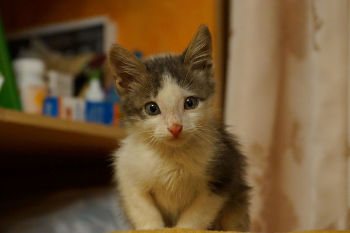 В добрые руки