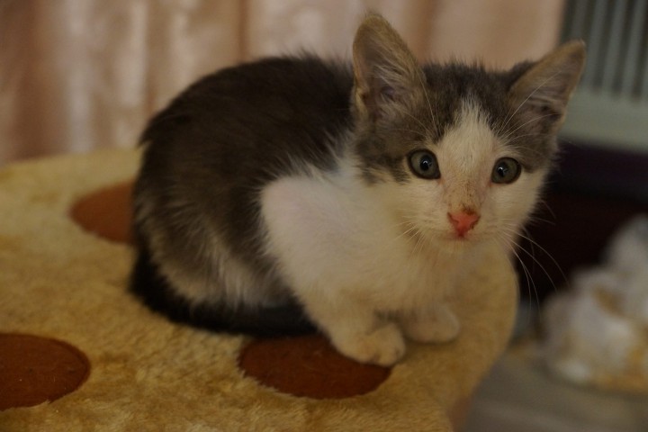 В добрые руки