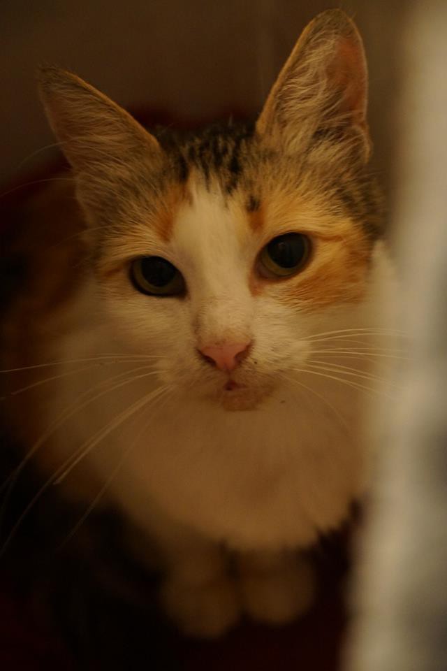 В добрые руки