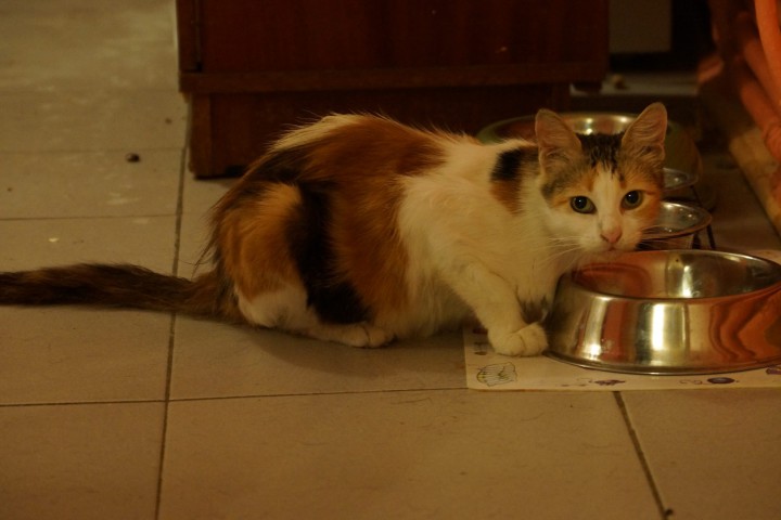 В добрые руки