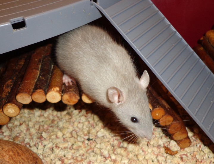 Крысята из питомника