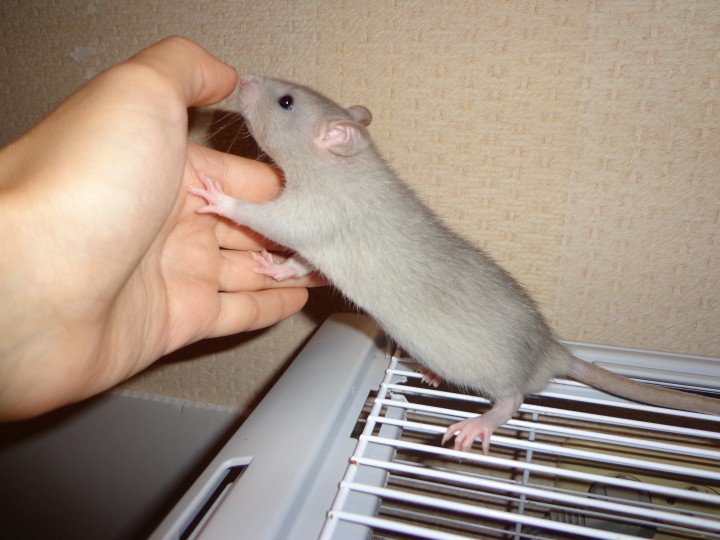 Крысята из питомника