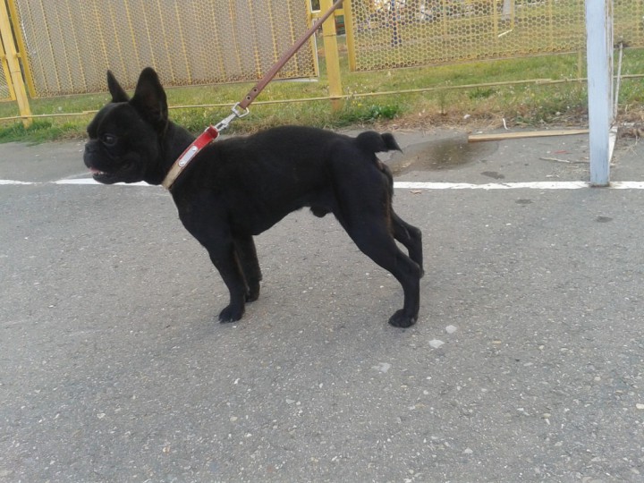 найден кобель франц бульдога 