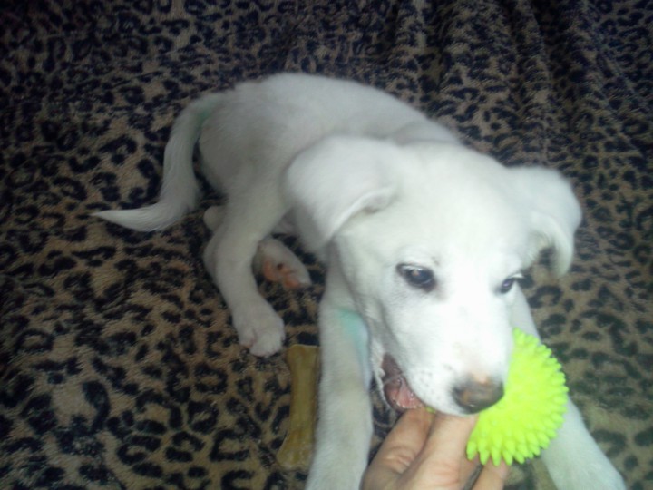 Отдам в добрые руки