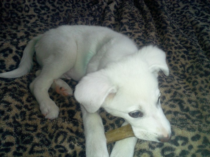 Отдам в добрые руки