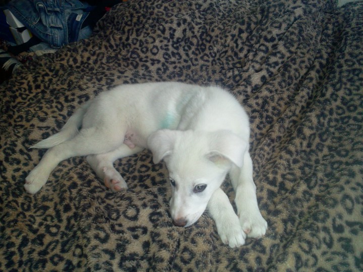 Отдам в добрые руки