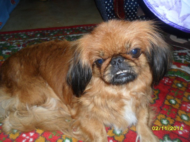 Найдена собака породы пекинес девочка р-н Макаренко!