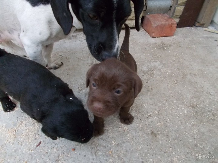 Подарю щенков маленькой породы