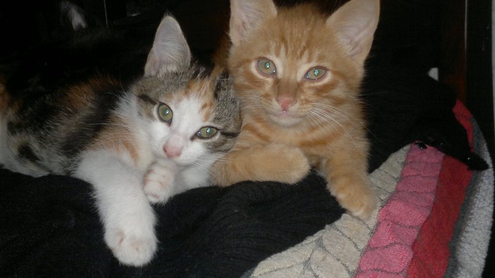Отдам котят в хорошие руки