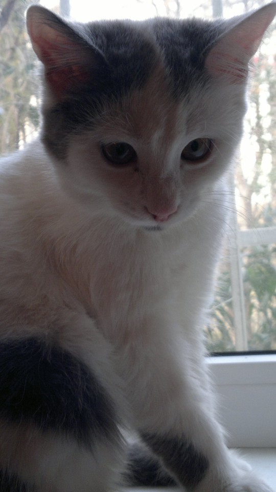 Отдам котенка в хорошие руки