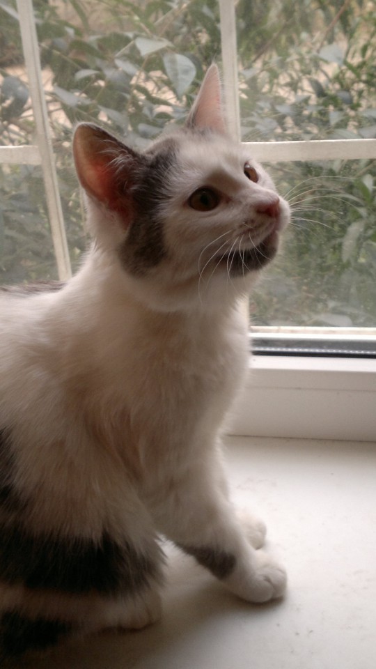 Отдам котенка в хорошие руки