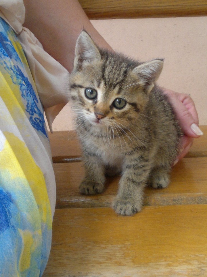 Отдам котят в хорошие руки