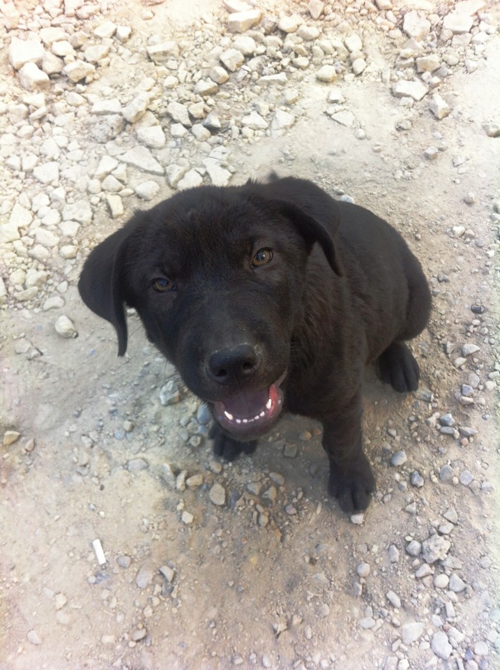 В добрые руки!