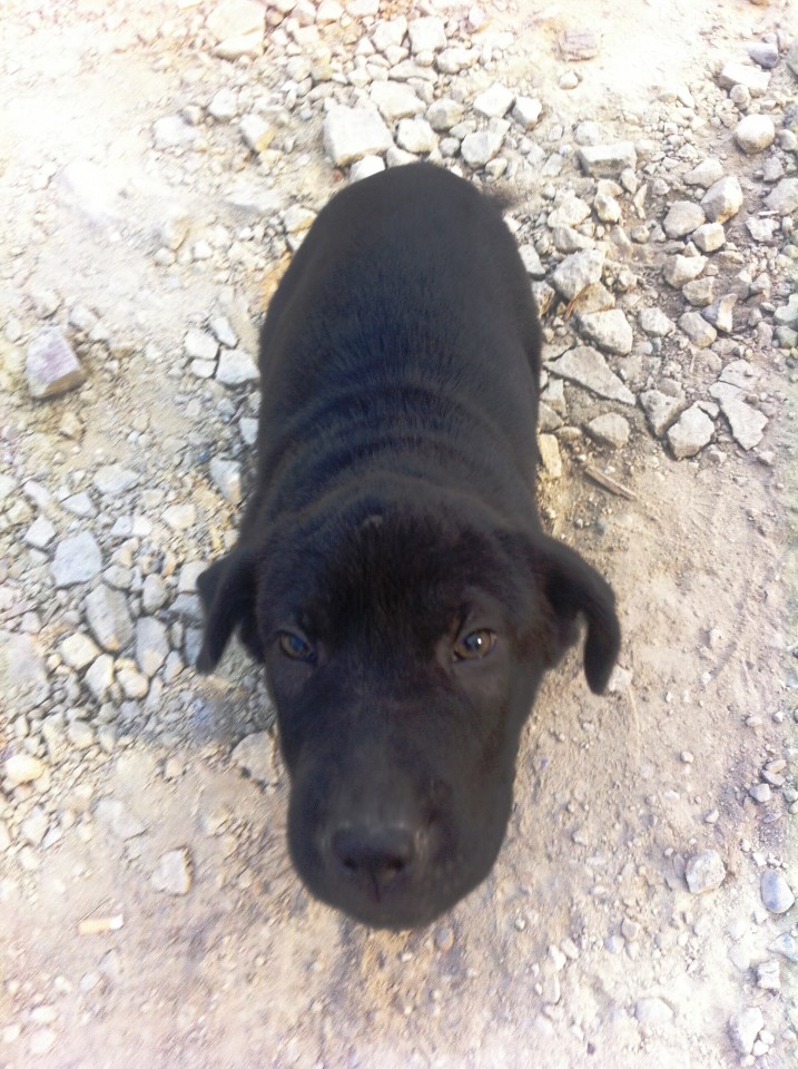 В добрые руки!