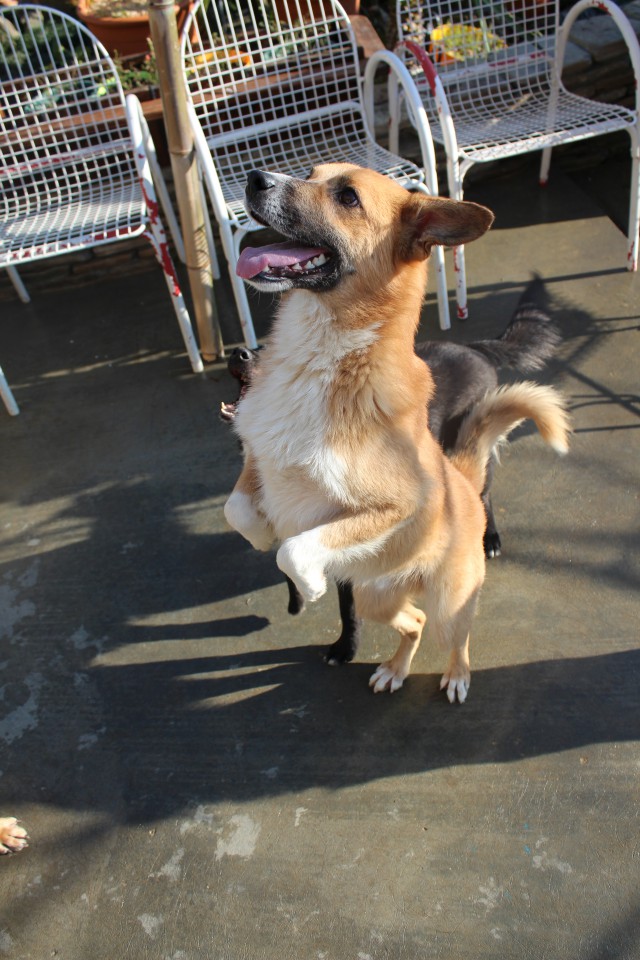 Пушистое чудо в добрые руки