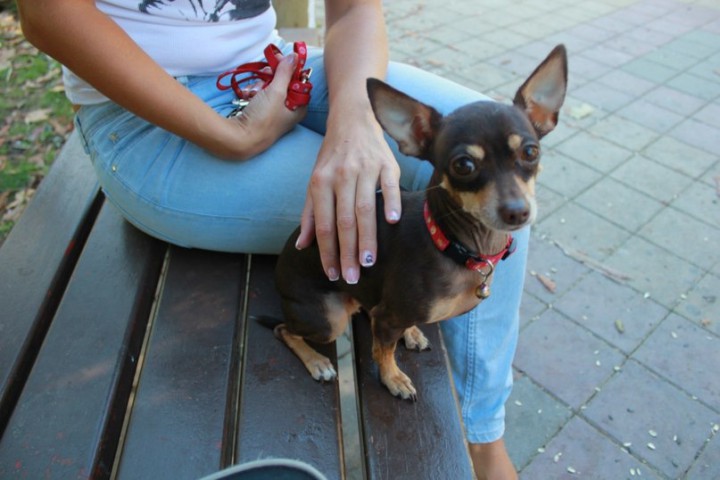 Русский той-терьер