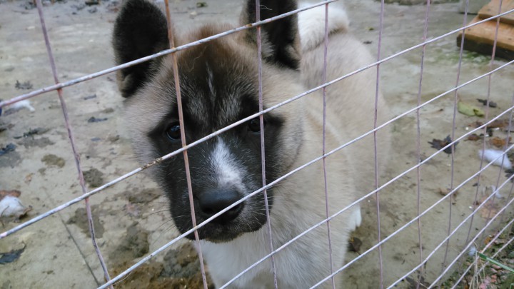 Отдадим в добрые руки! Это самый лучший подарок к новому году! А
