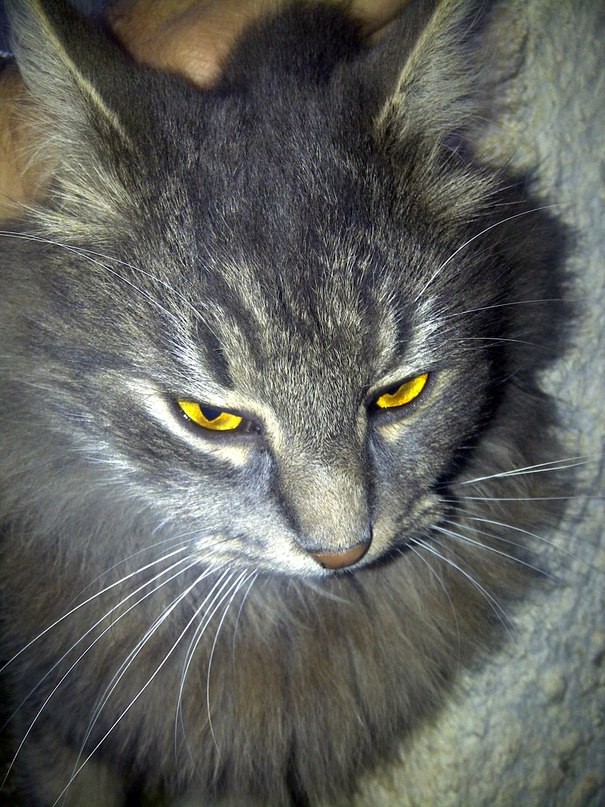 Помогите найти хозяина!!