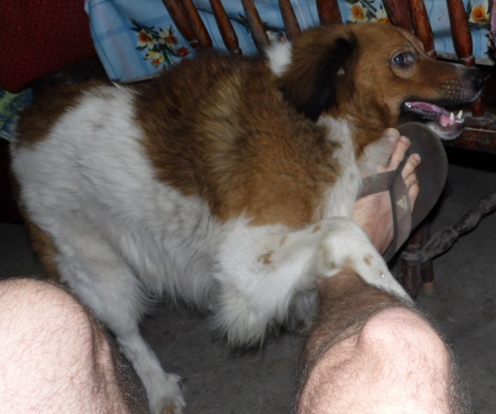 Пропала собака 2 января 2015