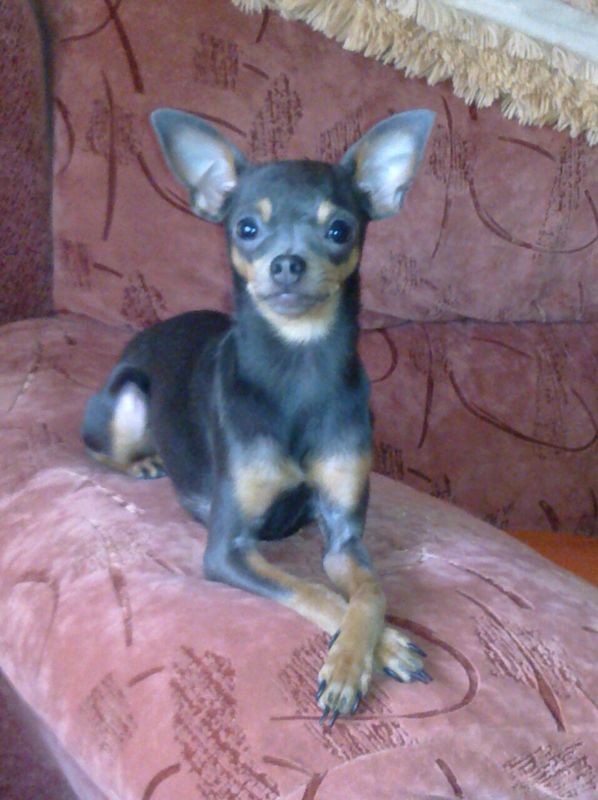 пропала собака