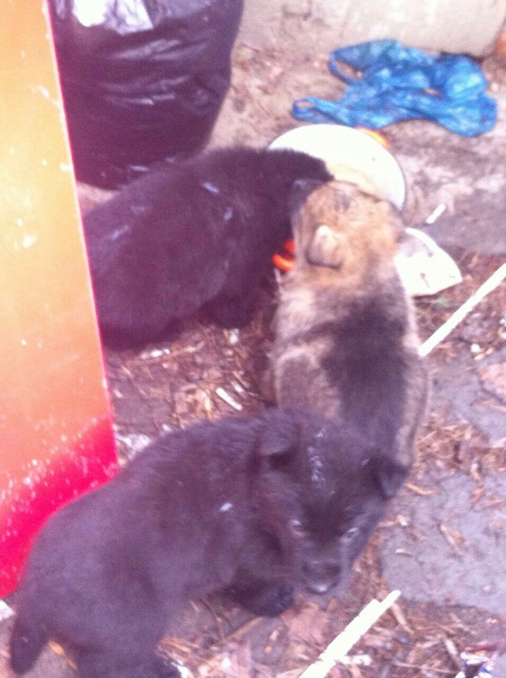 Щенки ищут дом!