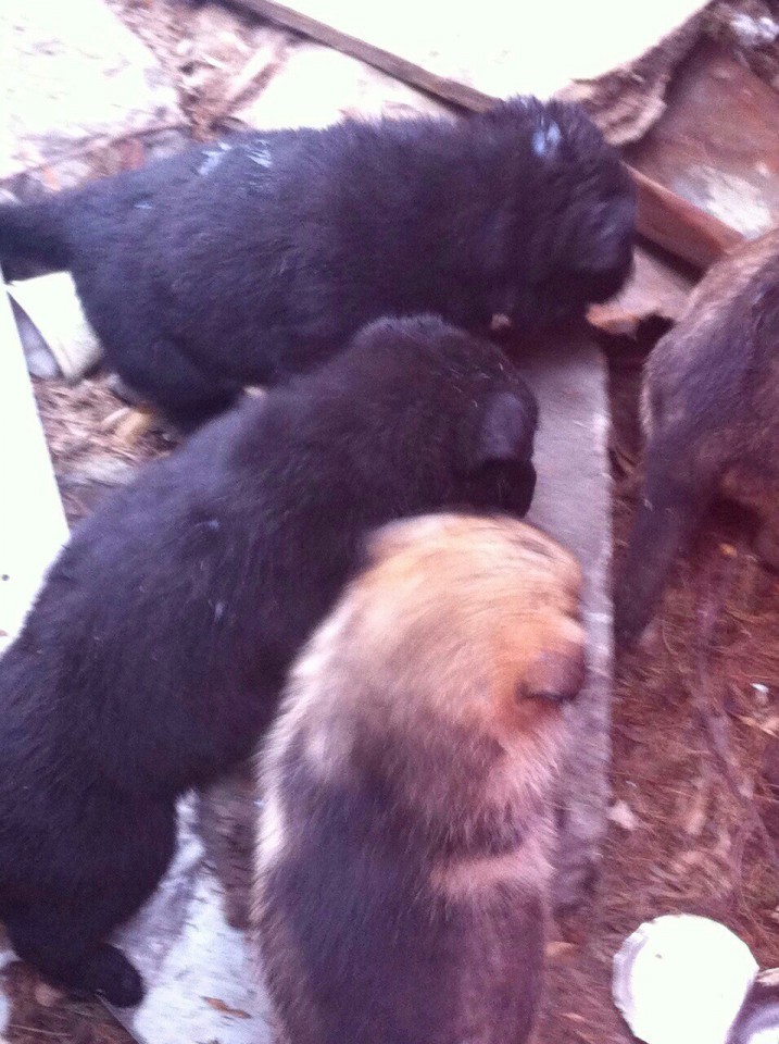 Щенки ищут дом!