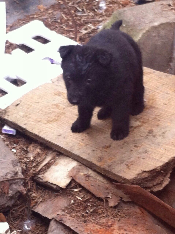 Щенки ищут дом!