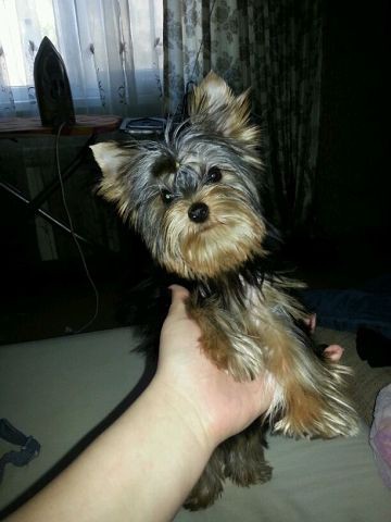 Пропала собака