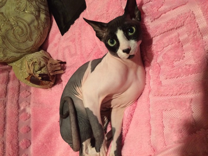 продам канадского сфинкса