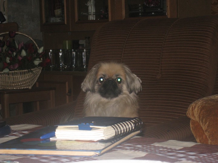 Пекинес ищет подругу.