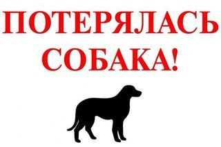 ПРОПАЛА СОБАКА