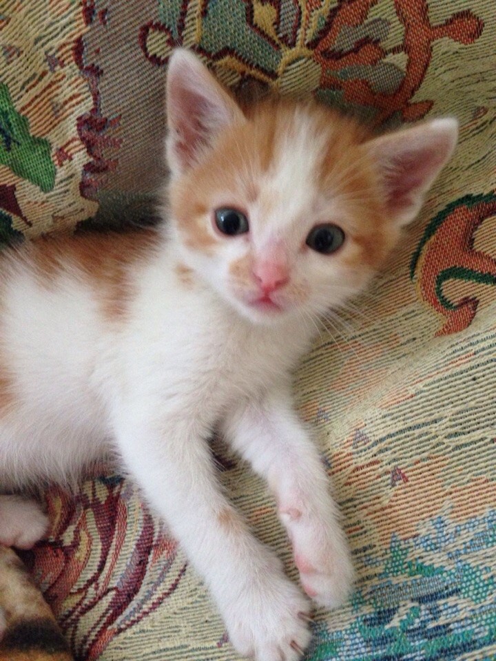 КОТЯТЯТКИ ДАРОМ!!!!