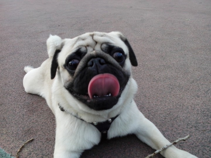 Пропал Мопс!!!!89181689896