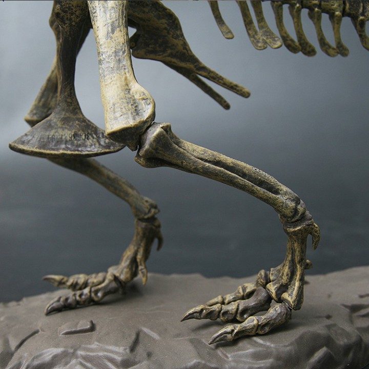 Скелет динозавра модель-конструктор 70см