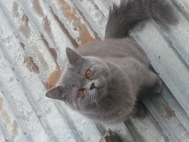 Потерялся кот