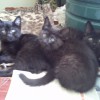 Ищут дом самые красивые черные котята!!!