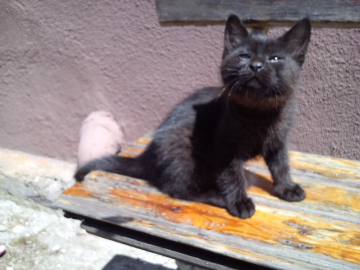 Ищут дом самые красивые черные котята!!!