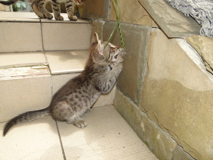 Маленькая рысь в очень ответственные руки
