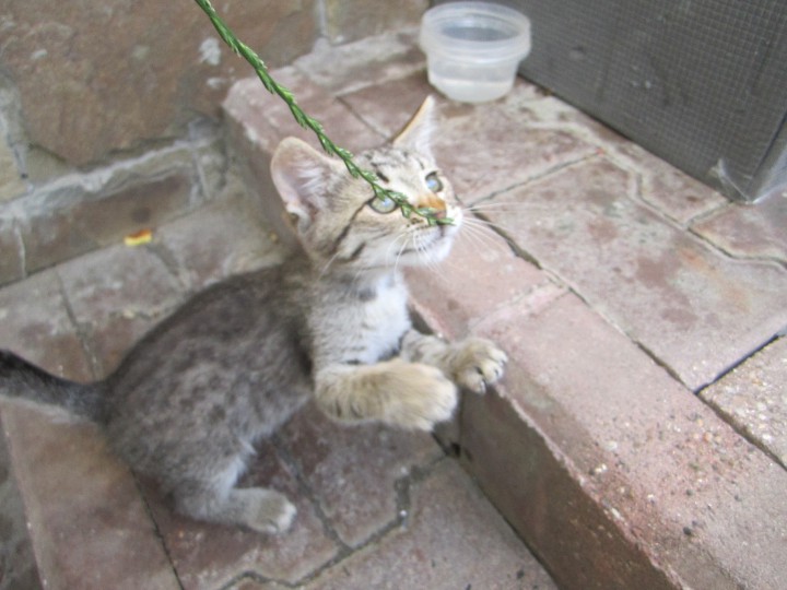 Маленькая рысь в очень ответственные руки