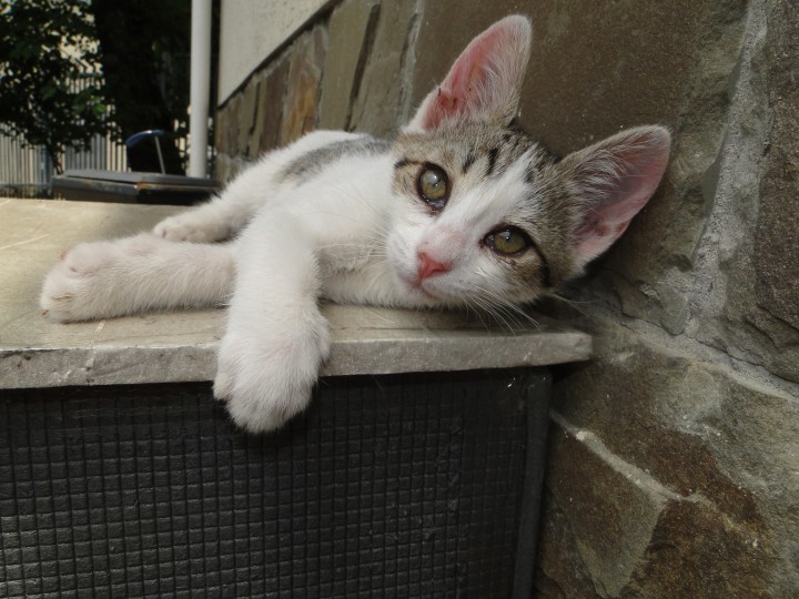 Милая-кошечка в добрые руки