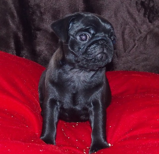 Продаются щенки мопса