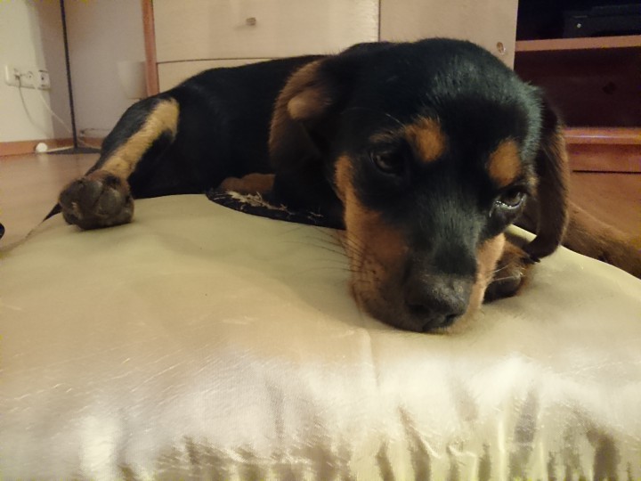 Щенок 2,5 месяца 