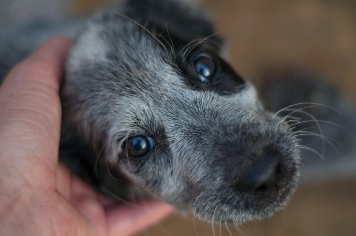В добрые руки