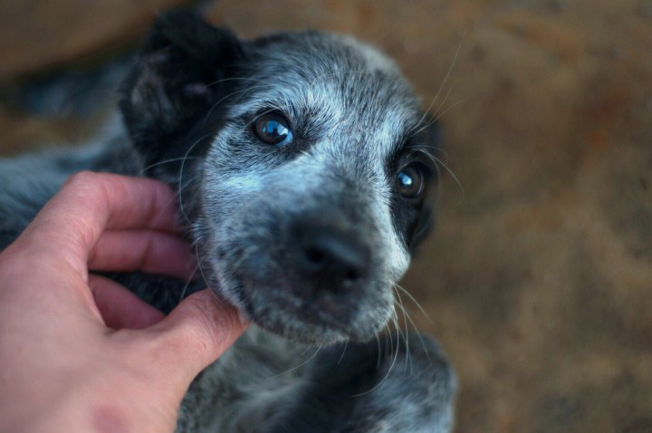 В добрые руки