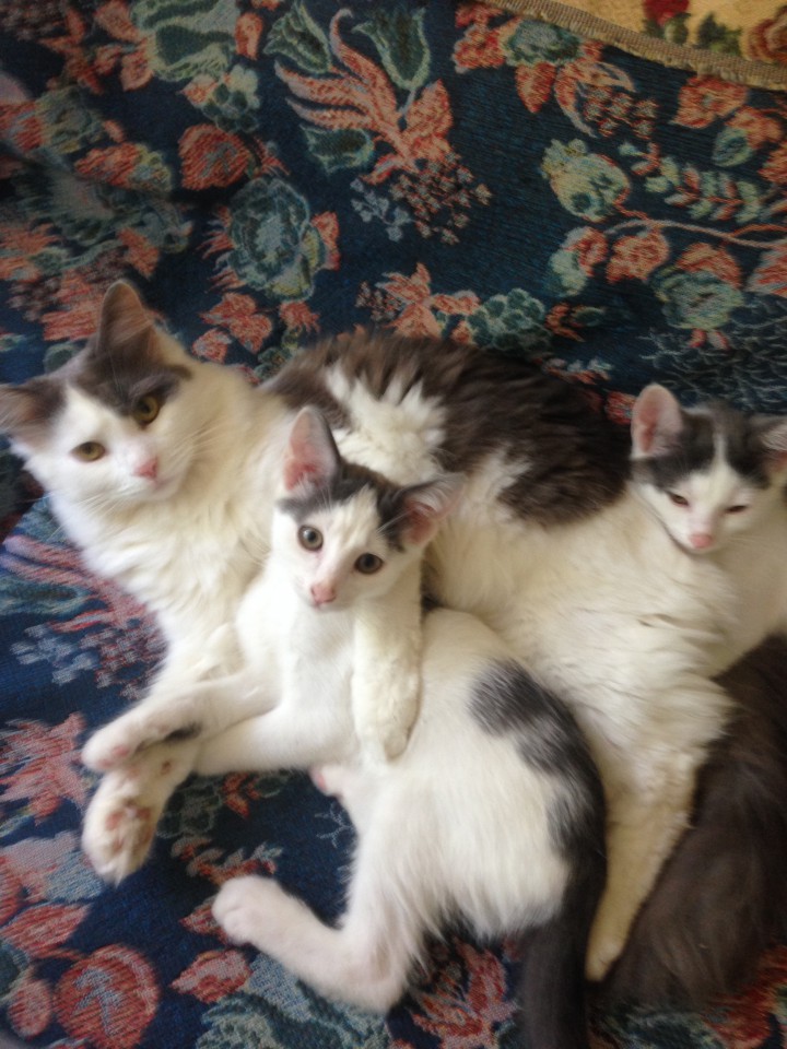 Котята в добрые руки